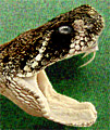 Southwest Live Rattlesnake Exhibit